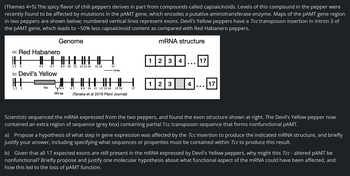 (Themes 4+5) The spicy flavor of chili peppers derives in part from compounds called capsaicinoids. Levels of this compound in the pepper were
recently found to be affected by mutations in the pAMT gene, which encodes a putative aminotransferase enzyme. Maps of the pAMT gene region
in two peppers are shown below; numbered vertical lines represent exons. Devil's Yellow peppers have a Tcc transposon insertion in intron 3 of
the pAMT gene, which leads to ~50% less capsaicinoid content as compared with Red Habanero peppers.
Genome
mRNA structure
(a) Red Habanero
12 3
⇓⇓⇓||||||||
67 89 10 11 12 13 14
45
(b) Devil's Yellow
||
12 3
Tcc
45
591 bp
15 16
67
17
1.0 kb
|||||||||
89 10 11 12 13 14 15 16
(Tanaka et al 2019 Plant Journal)
17
1 2 3 4 ... 17
12 3
4 ... 17
Scientists sequenced the mRNA expressed from the two peppers, and found the exon structure shown at right. The Devil's Yellow pepper now
contained an extra region of sequence (grey box) containing partial Tcc transposon sequence that forms nonfunctional pAMT.
a) Propose a hypothesis of what step in gene expression was affected by the Tcc insertion to produce the indicated mRNA structure, and briefly
justify your answer, including specifying what sequences or properties must be contained within Tcc to produce this result.
b) Given that all 17 expected exons are still present in the mRNA expressed by Devil's Yellow peppers, why might this Tcc - altered pAMT be
nonfunctional? Briefly propose and justify one molecular hypothesis about what functional aspect of the mRNA could have been affected, and
how this led to the loss of pAMT function.