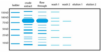 150 kD
100 KD
75 KD
50 kD
25 KD
10 kD
ladder
crude
extract
flow
through
wash 1
wash 2 elution 1
elution 2