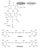 CH2
H
CHз chlorophyll а
СНO chlorophyllЬ
CH
H3C-
-CH2- CH3
N.
HC
Mg**
CH
H3C
CH3
H2C
H.
CH2
CH2
C20H390
CH3
„CH3
H3C,
CH3
CH3
CH3
H3C-
CH= CH
C14H16=
—С—сH— CH.
CH2
С
H2C
CH2
CH2
H2C
H3C
CH3
H2
Carotene
CH3
H3C,
CH3
CH3
CH3
H3C-
C14H16
CH=CH
CH2
CH= CH-
С—
C-
H2C
HO,
H3C
CH3
H2
Хanthophyll
H2
우
