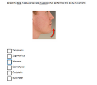 Select the two most appropriate muscle(s) that perform(s) this body movement:
Temporalis
Zygomaticus
Masseter
Sternohyoid
Occipitalis
Buccinator
