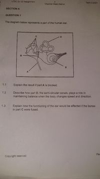 LFSC Gr 12/ Assignment
3
Term 3 2021
Vhembe West District
SECTION A
QUESTION 1
The diagram below represents a part of the human ear.
A
1.1
Explain the result if part A is blocked.
1.2
Describe how part D, the semi-circular canais, plays a role in
maintaining balance when the body changes speed and direction.
1.3
Explain how the functioning of the ear would be affected if the bones
in part C were fused.
Pler
Copyright reserved
