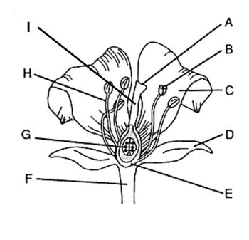 Answered: Use the Diagram below to help you match… | bartleby