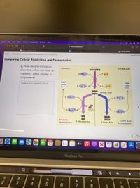 Safari
File
Edit
View
History
Bookmarks
Window
Help
..
A savvasrealize.com
D Home - Student Portal
S Savvas EasyBridge
S Savvas Realize
( Exit
Interactivity: Comparing Cellular Respiration and Fermentation
Due 02/13/22
Comparing Cellular Respiration and Fermentation
2. How does fermentation
Glucose
Glycolysis
allow the cell to continue to
000000
CYTOPLASM
make ATP when oxygen is
not present?
2 NAD
-2 ADP
NAD
cycles
back
Type your answer here.
NAD+
cycles
back
2 NADH
2 ATP
000
000
2 Pyruvic Acid
2 NADH
2 NADH
2 NAD+
2 CO,
2 NAD*
00
Alcoholic
Fermentation
000
000
2 Lactic Acid
Lactic Acid
Fermentation
2 Ethyl Alcohol
FEB
10
étv
MacBook Pro
%23
%24
&
4.
6.
8.
