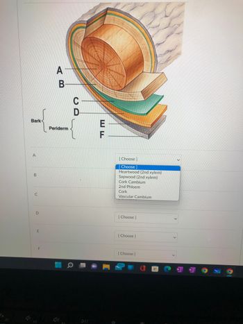 F2
Bark
B
C
D
E
-
AB
Periderm
CD
EF
8.
[Choose ]
[Choose]
Heartwood (2nd xylem)
Sapwood (2nd xylem)
Cork Cambium
2nd Phloem
Cork
Vascular Cambium
[Choose ]
[Choose ]
[Choose ]