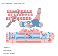 **Identify the structure highlighted in green:**

(Below is a diagram depicting a neuromuscular junction where a nerve meets a muscle fiber. The diagram includes the following components: muscle fibers in pink, synaptic end bulb in blue with receptors on the surface, and neurotransmitters depicted as small green dots being released into the space between the nerve and muscle fiber. The green highlights indicate specific structures associated with signal transmission.)

**Options:**

- Synaptic cleft
- Motor end plate
- Presynaptic membrane