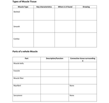 Types of Muscle Tissue
Muscle Type
Skeletal
Smooth
Cardiac
Key characteristics
Where is it found
Drawing
Parts of a whole Muscle
Muscle belly
Fascicle
Muscle fiber
Myofibril
Part
Description/function
Connective tissue surrounding
None
Sarcomere
None
it