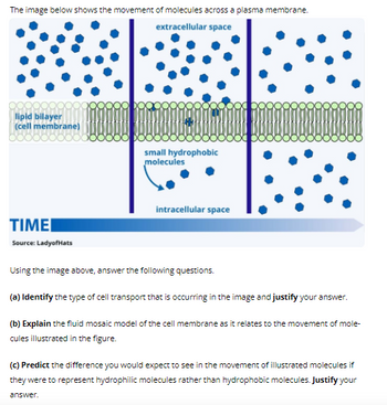 The image below shows the movement of molecules across a plasma membrane.
extracellular space
lipid bilayer
(cell membrane)
TIMEI
Source: LadyofHats
small hydrophobic
molecules
intracellular space
Using the image above, answer the following questions.
(a) Identify the type of cell transport that is occurring in the image and justify your answer.
(b) Explain the fluid mosaic model of the cell membrane as i relates to the movement of mole-
cules illustrated in the figure.
answer.
(c) Predict the difference you would expect to see in the movement of illustrated molecules if
they were to represent hydrophilic molecules rather than hydrophobic molecules. Justify your