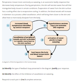 **Perspiration**, known more commonly as **sweating**, is an autonomic bodily response that decreases body temperature. During perspiration, the skin will secrete sweat that will thermoregulate body tissues in certain conditions. Evaporation of sweat from the skin surface has a cooling effect due to evaporative cooling. In addition, the blood vessels will increase in diameter via a process called **vasodilation**, which will bring them closer to the skin and allow heat to more easily dissipate from the body.

**Diagram of Thermoregulation in the Human Body:**

1. **Increased body temperature identified by central receptors**
   - The process begins when the body detects an increase in temperature.

2. **Hypothalamus receives input and activates SNS response**
   - The hypothalamus, a part of the brain, receives this information and activates the sympathetic nervous system (SNS) response.

3. **Vasodilation of peripheral vessels and skin arterioles to transfer more heat to the skin surface**
   - Blood vessels near the skin expand (vasodilate) to allow more blood flow and facilitate heat transfer to the skin.

4. **Activation of sweat glands to begin sweating**
   - Sweat glands are activated to release sweat onto the skin's surface.

5. **Heat leaves the body and body temperature lowers**
   - As sweat evaporates, it cools the body, lowering the temperature.

**Tasks:**

(a) **Identify** the type of feedback loop presented in the diagram. **Justify** your response.

(b) **Identify** the effect of the inhibition of vasodilation on sweating.

Respond to each part in **2 to 3 complete sentences.**