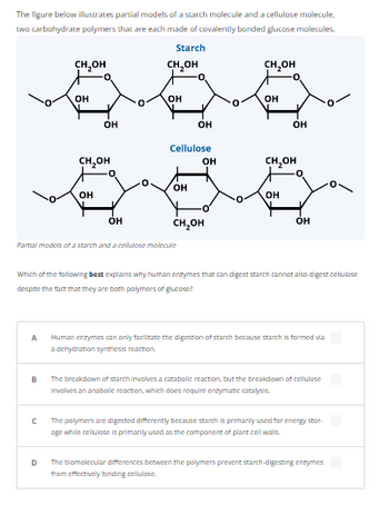 The figure below illustrates partial models of a starch molecule and a cellulose molecule,
two carbohydrate polymers that are each made of covalently bonded glucose molecules.
Starch
A
B
CH₂OH
C
OH
D
OH
CH₂OH
OH
OH
0
CH₂OH
OH
Partial models of a starch and a cellulose molecule
Cellulose
OH
OH
OH
CH₂OH
0
CH₂OH
OH
Which of the following best explains why human enzymes that can digest starch cannot also digest cellulose
despite the fact that they are both polymers of glucose?
OH
CH₂OH
OH
OH
Human enzymes can only facilitate the digestion of starch because starch is formed via
a dehydration synthesis reaction.
The breakdown of starch involves a catabolic reaction, but the breakdown of cellulose
Involves an anabolic reaction, which does require enzymatic catalysis.
The polymers are digested differently because starch is primarily used for energy stor
age while cellulose is primarily used as the component of plant cell walls.
The biomolecular differences between the polymers prevent starch-digesting enzymes
from effectively binding cellulose.