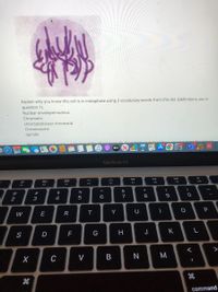 Explain why you know this cell is in metaphase using 2 vocabulary words from this list (definitions are in
question 1):
Nuclear envelope/nucleus
Chromatin
chromatid/sister chromatid
Chromosome
Spindle
abace loven Dr
Aa
stv
MacBook Air
DII
DD
888
F10
F9
F5
F3
F4
&
@
2#
$
2
3
4
5
7
8
P
W
E
T
Y
F
G
H
J
K
>
C
V
N
command
V -
cの
B
