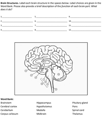 Answered: Brain Structures. Label each brain… | bartleby