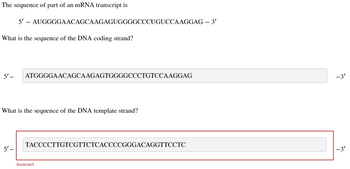 The sequence of part of an mRNA transcript is
What is the sequence of the DNA coding strand?
5'-
5' - AUGGGGAACAGCAAGAGUGGGGCCCUGUCCAAGGAG - 3'
5'-
ATGGGGAACAGCAAGAGTGGGGCCCTGTCCAAGGAG
What is the sequence of the DNA template strand?
TACCCCTTGTCGTTCTCACCCCGGGACAGGTTCCTC
Incorrect
-3'
-3'