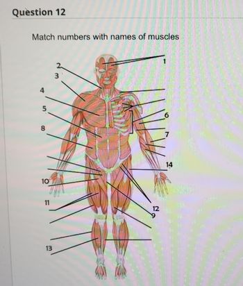 Question 12
Match numbers with names of muscles
8
10
11
13
3
12
14