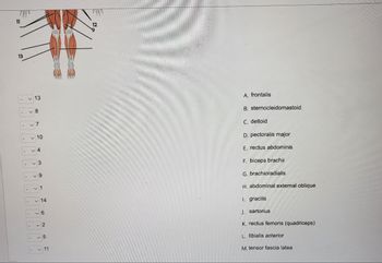 11
13
13
8
v7
✓10
4
3
9
- 1
14
✓6
2
v5
✓ 11
A. frontalis
B. sternocleidomastoid
C. deltoid
D. pectoralis major
E. rectus abdominis
F. biceps brachii
G. brachioradialis
H. abdominal external oblique
1. gracilis
J. sartorius
K. rectus femoris (quadriceps)
L. tibialis anterior
M. tensor fascia latea