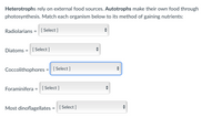 Heterotrophs rely on external food sources. Autotrophs make their own food through
photosynthesis. Match each organism below to its method of gaining nutrients:
Radiolarians = [ Select ]
Diatoms = [ Select ]
Coccolithophores = [ Select ]
Foraminifera = [ Select ]
Most dinoflagellates
= [ Select ]
