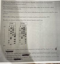 Tay-Sachs disease (TSD) is a fatal genetic disorder, that results in progressive
destruction of the nervous system.
Tay-Sachs is caused by a mutation in the gene that codes for an enzyme called
hexosaminidase-A (Hex-A).
Hex A CDNA from normal and a Tay-Sachs individual was sequenced using the same
primer.
This is the coding strand and starts in-frame at amino acid position #78.
Results are shown below. Read the darkest band in each row.
Normal
Tay-Sachs
(-)
ATG C
ATG C
(+)
a. Write each coding strand DNA sequence, normal and Tay-Sachs 5' to 3'
b. Write the amino acid sequence that will be translated from each sequence,
normal and Tay-Sachs
C. Describe the type of mutation? Predict the effect of this mutation on the Hex
A protein.
