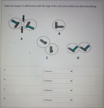 Match the images of centrosomes with the stage of the cell cycle to which you think they belong.
A
B
n
A
C
[Choose]
[Choose ]
[Choose]
[Choose ]
B
D