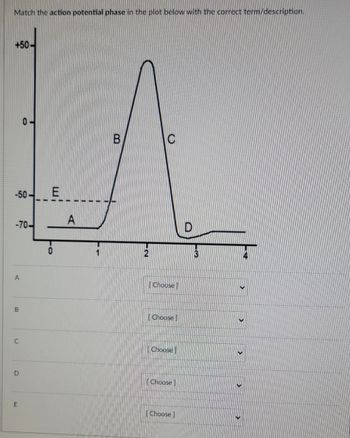 **Action Potential Phases Matching Exercise**

In this exercise, you will match the different phases of an action potential depicted in the plot with their correct terms or descriptions. The graph illustrates the changes in membrane potential over time, marked from A to E, each representing a distinct phase in the action potential.

**Graph Description:**

- **Y-Axis (Membrane Potential):** Ranges from -70 mV to +50 mV.
- **X-Axis (Time):** Ranges from 0 to 4 units.

**Phases:**

- **A:** This phase begins at the resting membrane potential (-70 mV) and shows a slight initial increase.
  
- **B:** A rapid rise in membrane potential, indicating depolarization, reaching a peak of about +50 mV.

- **C:** A sharp decrease from the peak, representing repolarization back toward negative values.

- **D:** A slight overshoot beyond the resting potential, indicating hyperpolarization.

- **E:** Horizontal line indicating the return to the resting membrane potential.

**Matching Terms/Descriptions:**

- **A [] Choose**  
- **B [] Choose**  
- **C [] Choose**  
- **D [] Choose**  
- **E [] Choose**  

Select the most appropriate term or description for each labeled phase in the provided dropdowns.