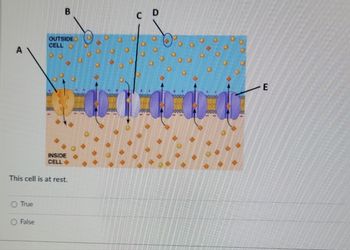 The image depicts a cross-section of a cell membrane illustrating the transport of ions across the membrane. 

### Diagram Explanation:
- **Area Labelled A:** Indicates a channel in the membrane that facilitates active transport.
- **Area Labelled B:** Represents ions outside of the cell, specifically sodium ions (Na⁺), depicted as small yellow circles.
- **Area Labelled C:** Demonstrates ion channels embedded in the membrane, allowing for passive transport of ions.
- **Area Labelled D:** Shows potassium ions (K⁺) outside the cell, depicted as larger orange circles.
- **Area Labelled E:** Indicates the transport directions of ions through the channels.

**Membrane Structure:**
- **Outside Cell:** The region above the membrane, highlighted in blue, represents the extracellular space.
- **Inside Cell:** The region below the membrane, highlighted in beige, represents the intracellular space.
- **Ion Channels:** Shown as purple structures spanning the membrane, facilitating ion movement.

### True/False Question:
This cell is at rest.
- ○ True
- ○ False

Note that the cellular activity related to ion movement implies a dynamic equilibrium state rather than a complete rest state.