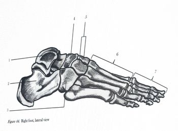 Answered: 3 Figure 44. Right foot, lateral view | bartleby