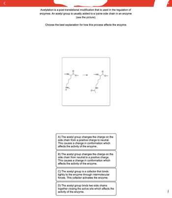 Acetylation is a post-translational modification that is used in the regulation of
enzymes. An acetyl group is usually added to a lysine side chain in an enzyme
(see the picture).
Choose the best explanation for how this process affects the enzyme.
WHN.
NH₂
Om
1
متر
wHN.
NH
A) The acetyl group changes the charge on the
side chain from a positive charge to neutral.
This causes a change in conformation which
affects the activity of the enzyme.
B) The acetyl group changes the charge on the
side chain from neutral to a positive charge.
This causes a change in conformation which
affects the activity of the enzyme.
C) The acetyl group is a cofactor that binds
tightly to the enzyme through intermolecular
forces. This cofactor activates the enzyme.
D) The acetyl group binds two side chains
together closing the active site which affects the
activity of the enzyme.