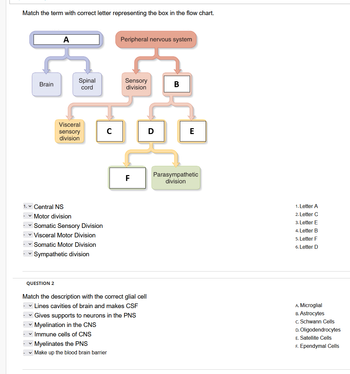 Visceral Somatic Chart