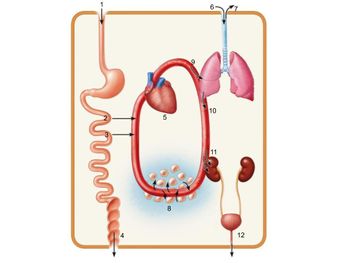 ### Digestive and Circulatory System Interaction Diagram

This diagram illustrates the interaction between the digestive and circulatory systems in the human body, denoting the path of nutrient absorption and transportation throughout the body. 

**Components and Descriptions:**

1. **Esophagus**: The topmost part indicates the entry point of food from the mouth to the stomach.
2. **Small Intestine**: This coiled segment represents the small intestine where most nutrient absorption occurs. 
3. **Nutrient Absorption**: Here, nutrients from the digested food enter the bloodstream.
4. **Liver**: Some nutrients are processed by the liver before entering systemic circulation.
5. **Heart**: The central organ that pumps blood throughout the body. It shows how blood carrying nutrients flows from the digestive organs to the rest of the body.
6. **Trachea**: Path for air which proceeds to the lungs for gas exchange.
7. **Lungs**: The organs where oxygen is absorbed into the bloodstream and carbon dioxide is expelled.
8. **Capillaries in Lungs**: Site of gas exchange – oxygen enters and carbon dioxide leaves the bloodstream.
9. **Circulation**: Arrows indicate the flow of oxygenated blood from the lungs back to the heart, and then the distribution of nutrient-rich, oxygenated blood to the body.
10. **Systemic Circulation**: The pathway where oxygenated blood is delivered to various organs and tissues.
11. **Kidneys**: Organs responsible for filtering waste from the blood and maintaining fluid and electrolyte balance.
12. **Excretion**: Pathway indicating waste removal from the body through the urinary system.

**Arrows**:
- Various arrows depict the flow of nutrients and oxygen through the bloodstream, demonstrating the nutrient absorption into the blood from the digestive tract, and the distribution of oxygenated and nutrient-rich blood to different parts of the body.

This diagram holistically shows the integration and functionality of the digestive and circulatory systems, emphasizing how they work together to maintain homeostasis and supply the body with essential nutrients and oxygen while removing waste products.