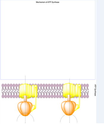 Mechanism of ATP Synthase
ATP Synthase