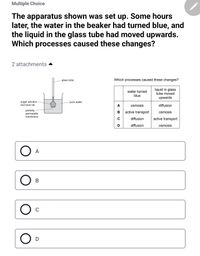 Multiple Choice
The apparatus shown was set up. Some hours
later, the water in the beaker had turned blue, and
the liquid in the glass tube had moved upwards.
Which processes caused these changes?
2 attachments
glass tube
Which processes caused these changes?
water turned
blue
liquid in glass
tube moved
upwards
sugar solution
and blue ink
pure water
A
osmosis
diffusion
partially
permeable
membrane
active transport
osmosis
diffusion
active transport
diffusion
osmosis
A
B
D
