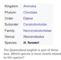 Kingdom: Animalia
Phylum:
Chordata
Order:
Dipnoi
Suborder: Ceratodontoidei
Family:
Neoceratodontidae
Genus:
Neoceratodus
Species:
N. forsteri
The Queensland lungfish is part of these
taxa. Which species is most closely related
to this species?
