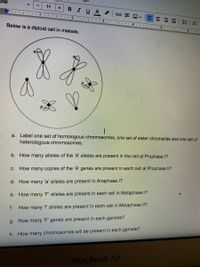 Arial
11
BIUA
田 回▼
三=三|三|:
12 II
4.
Below is a diploid cell in meiosis.
a. Label one set of homologous chromosomes, one set of sister chromatids and one set of
heterologous chromosomes.
b. How many alleles of the 'A' alleles are present in the cell at Prophase 1?
c. How many copies of the 'A' genes are present in each cell at Prophase II?
d. How many 'a' alleles are present in Anaphase 1?
e. How many 'F' alleles are present in each cell in Metaphase I?
f.
How many 'f alleles are present in each cell in Metaphase ll?
g. How many 'F' genes are present in each gamete?
h. How many chromosomes will be present in each gamete?
MacBook Air
