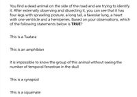 You find a dead animal on the side of the road and are trying to identify
it. After externally observing and dissecting it, you can see that it has
four legs with sprawling posture, a long tail, a faveolar lung, a heart
with one ventricle and a hemipenes. Based on your observations, which
of the following statements below is TRUE?
This is a Tuatara
This is an amphibian
It is impossible to know the group of this animal without seeing the
number of temporal fenestrae in the skull
This is a synapsid
This is a squamate
