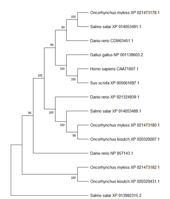 Answered: He Phylogenetic Tree Of The OCTN… | Bartleby