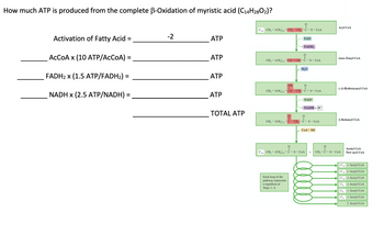 How much ATP is produced from the complete B-Oxidation of myristic acid (C14H2802)?
Activation of Fatty Acid
ACCOA x (10 ATP/ACCOA)
FADH₂ x (1.5 ATP/FADH₂) =
NADH x (2.5 ATP/NADH) :
=
=
-2
ATP
ATP
ATP
ATP
TOTAL ATP
C18 CH, (CH₂)₁4-CH₂-CH₂-C-S-COA
||
FAD
→FADH₂
CH₂(CH₂)₁4-CH=CH-C-S-CoA
Each loop of the
pathway represents
a repetition of
Steps 1-4.
H₂O
OH
CH₂(CH₂)₁4-CH-CH₂-C-S-CoA
||
- NAD+
→→NADH+ H
0
CH3-(CH₂) 14 C-CH₂-C-S-CoA
0
||
C16 CH₂(CH₂)14-C-S-CoA
COA-SH
Acyl CoA
trans-Enoyl COA
L-B-Hydroxyacyl CoA
B-Ketoacyl COA
H₁-C-S-
+ CH₂-C-S-CoA
Acetyl CoA
New acyl COA
C₁4+ Acetyl CoA
C12+ Acetyl CoA
CO+ Acetyl CoA
Cg+ Acetyl CoA
C
+ Acetyl COA
C₁ + Acetyl COA
2 Acetyl COA