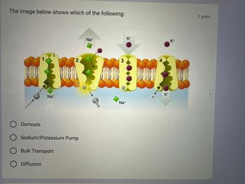 The image below shows which of the following:
BO
Osmosis
000
Na
Sodium/Potassium Pump
Diffusion
Bulk Transport
Na
Na*
K*
K*
K*
1 point