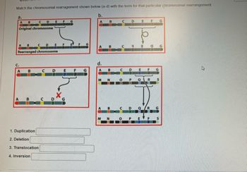 Match the chromosomal rearragement shown below (a-d) with the term for that particular chromosomal rearrangement.
a.
A B
C
D
E
Original chromosome
A B
C D
E F
Rearranged chromosome
b.
A
B
C.
d.
A B
C
DE
F
G
A
M
N
C
D
3
E
S
A B
C
D G
A
B
C
D
Q R
G
M
N
P
EF
S
1. Duplication
2. Deletion
3. Translocation
4. Inversion