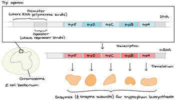 Trp operon
Promoter
(where RNA polymerase binds)
Operator
(where repressor binds)
Chromosome
E. coli bacterium
trp E
trp E
Į
trpD
trpD
↓
trp C
trpC
Į
trpB
Transcription
trpB
↓
trpA
trpA
DNA
mRNA
↓ Translation
Į
C
Enzymes (& enzyme subunits) for tryptophan biosynthesis