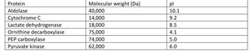 **Protein Properties Overview**

This table lists a series of proteins along with their respective molecular weights and isoelectric points (pI). The molecular weight is expressed in Daltons (Da).

| Protein                   | Molecular Weight (Da) | pI  |
|---------------------------|-----------------------|-----|
| Aldolase                  | 40,000                | 10.1|
| Cytochrome C              | 14,000                | 9.2 |
| Lactate dehydrogenase     | 18,000                | 8.5 |
| Ornithine decarboxylase   | 75,000                | 4.1 |
| PEP carboxylase           | 74,000                | 5.0 |
| Pyruvate kinase           | 62,000                | 6.0 |

**Explanation:**
- **Molecular Weight (Da):** This indicates the mass of the molecule. Larger values signify heavier proteins. 
- **pI (Isoelectric Point):** This is the pH at which the protein carries no net charge. Different proteins have unique pI values, influencing their behavior in various pH environments.

This data is crucial for understanding the biochemical properties and behaviors of these proteins, useful in fields such as biochemistry and molecular biology.