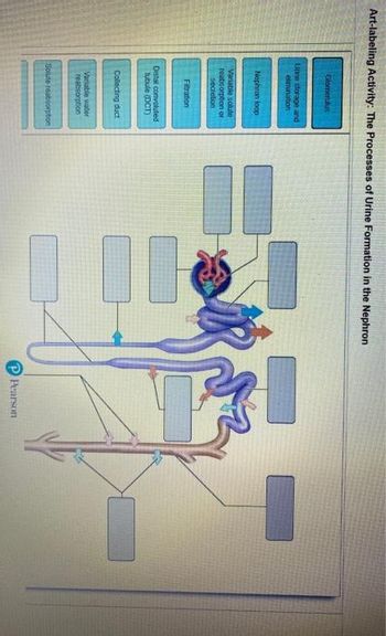 Art-labeling Activity: The Processes of Urine Formation in the Nephron
Glomerulus
Urine storage and
elimination
Nephron loop
Variable solute
reabsorption of
secretion
Filtration
Distal convoluted
tubule (DCT)
Collecting duct
Variable water
reabsorption
Solute reabsorption
10
Pearson