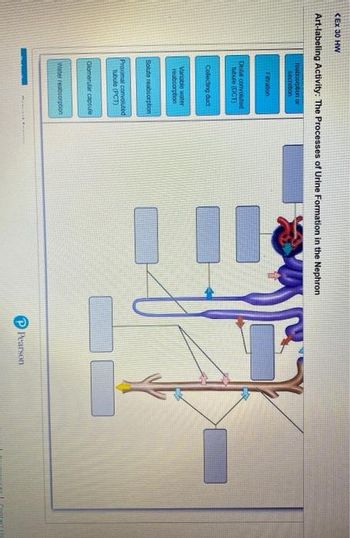 <EX 30 HW
Art-labeling Activity: The Processes of Urine Formation in the Nephron
reabsorption or
secrobon
Fration
Distal convoluted
tubule (DCT)
Collecting duct
Variable water
reabsorption
Solute reabsorption
Proximal convoluted
tubule (PCT)
Glomerular capsule
Water reabsorption
11
Pearson