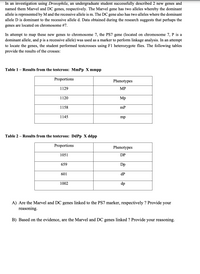 In an investigation using Drosophila, an undergraduate student successfully described 2 new genes and
named them Marvel and DC genes, respectively. The Marvel gene has two alleles whereby the dominant
allele is represented by M and the recessive allele is m. The DC gene also has two alleles where the dominant
allele D is dominant to the recessive allele d. Data obtained during the research suggests that perhaps the
genes are located on chromosome #7.
In attempt to map these new genes to chromosome 7, the PS7 gene (located on chromosome 7, P is a
dominant allele, and p is a recessive allele) was used as a marker to perform linkage analysis. In an attempt
to locate the genes, the student performed testcrosses using F1 heterozygote flies. The following tables
provide the results of the crosses:
Table 1 - Results from the testcross: MmPp X mmpp
Proportions
Phenotypes
1129
MP
1120
Mp
1158
mP
1145
mp
Table 2 – Results from the testcross: DdPp X ddpp
Proportions
Phenotypes
1051
DP
659
Dp
601
dP
1002
dp
A) Are the Marvel and DC genes linked to the PS7 marker, respectively ? Provide your
reasoning.
B) Based on the evidence, are the Marvel and DC genes linked ? Provide your reasoning.
