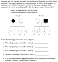 In humans, gene A is paternally imprinted. The paternal copy of the gene is methylated and not
expressed. While we know the genotypes and phenotypes of the parents, we do not know the
phenotypes of the children (Yeah, I know...weird). We also do not know from which
grandparents the parents inherited their alleles. (But then again....can you determine this?).
* denotes the alleles inherited from their father.
A = wild-type (dominant); a mutant (recessive)
Family 1
Family 2
Aa
Aa
Aa
Aa
1
2
3
4
1
2
3
4
A'a
Aa'
aa'
AA'
A'a
Aa'
aa'
AA'
Answer the following questions based on the pedigrees:
What is the phenotype of individual 1 in family 1:
а.
b. What is the phenotype of individual 2 in family 1:
с.
What is the phenotype of individual 1 in family 2:
d. What is the phenotype of individual 2 in family 2:
e. What will be the genotypic and phenotypic ratios of the offspring of a cross between
individual 2 of family 1 and individual 1 of family 2?
