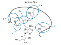 Active Site
2
HN-
`N
CO-H
-Zn2+
NH2
3
N.
HO
N'
OH
HO-
OH
5
