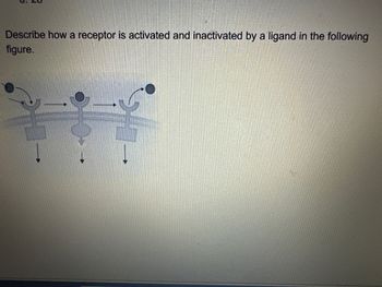 Describe how a receptor is activated and inactivated by a ligand in the following
figure.