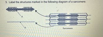 3. Label the structures marked in the following diagram of a sarcomere.
A
B
993393
999999
Sarcomere