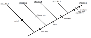 This diagram is a cladogram that represents the evolutionary relationships between five different species. Each branch point, or node, indicates a common ancestor shared by the species branching off from it. Traits that arise within particular branches are demarcated by horizontal lines and labels.

1. **Species 4** diverged with the characteristic of having "no tail."

2. Moving right, **Species 2** also diverges from the main line after the evolution of "no tail."

3. **Species 3** branches off with the features "small nose" and "human ears."

4. **Species 5** shows a divergence at the feature "no tail" and subsequently "human ears."

5. **Species 1** is the furthest on the right, marked by having "human ears," and additional traits: "round jaw," "small neck," and "angled brow."

This cladogram helps illustrate how different anatomical features have evolved and which species share these traits, indicating common ancestry.