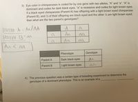 3) Eye color in chimpanzees is coded for by one gene with two alleles, “A" and “a". “A" is
dominant and codes for dark black eyes. “a" is recessive and codes for light brown eyes.
If a black eyed chimpanzee (Parent A) has offspring with a light brown eyed chimpanzee
(Parent B), and ½ of their offspring are black eyed and the other ½ are light brown eyed,
then what are the two parent's genotypes?
Parent A = Aa/AA
Parent 3=aa
A
Aa
%3D
a
a
aa
Aa
aa
Aa G aa
a
Phenotype
Genotype
Parent A
Dark black eyes
Parent B
Light brown eyes
aa
4) The previous question was a certain type of breeding experiment to determine the
genotype of a dominant phenotype. This is an example of a
