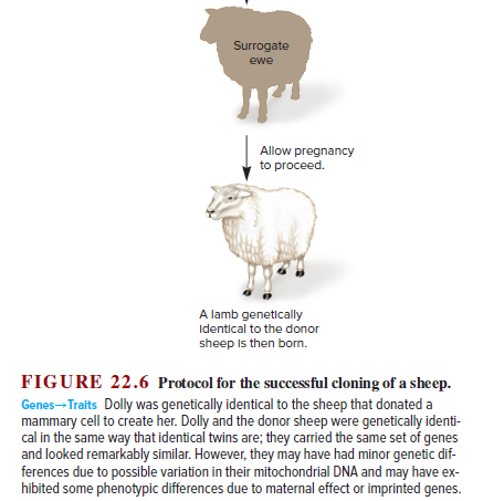 Answered: Donor sheep's mammary cell Is extracted… | bartleby