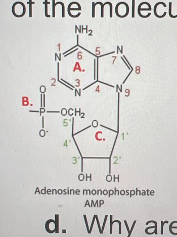 of the molecu
NH₂
B. ||
-Z
0.
6
A.
4'
3
-P-OCH₂
5*
لب
5 N
31
4 Ng
C. 11
8
2'
OH OH
Adenosine monophosphate
AMP
d. Why are