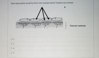 **Title:** Understanding Sensory Perception

**Question:**
How many points would be felt in the example below? Explain your answer.

**Diagram Explanation:**
The image shows a cross-section of skin with two distinct circular areas labeled where sensory neurons are depicted beneath the surface. Arrows point from the surface to the neuron areas, indicating stimuli. The sensory neurons are shown branching out in a network beneath these areas.

**Answer Options:**
- \( \bigcirc \) 2
- \( \bigcirc \) 1
- \( \bigcirc \) 4
- \( \bigcirc \) 3

**Note to Educators:**
This diagram helps students visualize how sensory neurons are distributed under the skin and how they might perceive external stimuli. Encourage students to consider how closely packed these neurons are and what that implies about the distinctness of felt sensations.